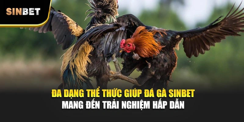 Đa dạng thể thức giúp đá gà Sinbet mang đến trải nghiệm hấp dẫn