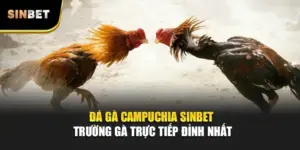 Đá Gà Campuchia SINBET – Trường Gà Trực Tiếp Đỉnh Nhất