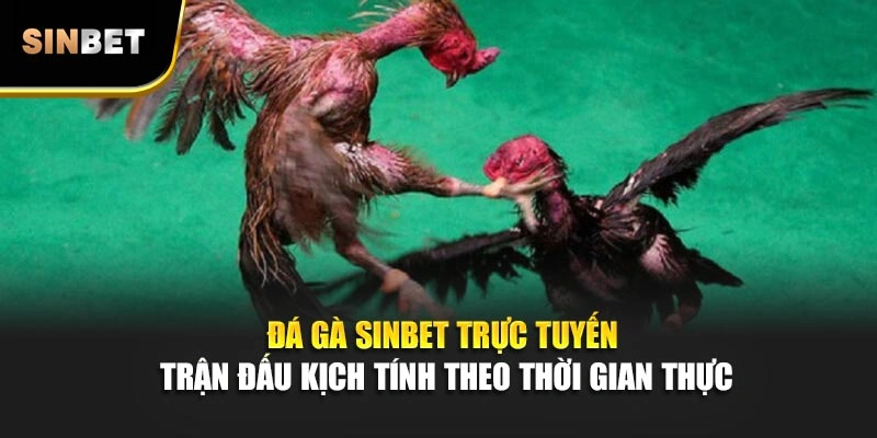 Đá gà Sinbet trực tuyến trận đấu kịch tính theo thời gian thực