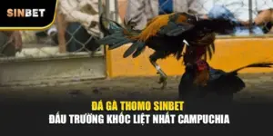 Đá Gà Thomo SINBET – Đấu Trường Khốc Liệt Nhất Campuchia
