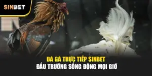 Đá Gà Trực Tiếp SINBET – Đấu Trường Sống Động Mọi Giờ
