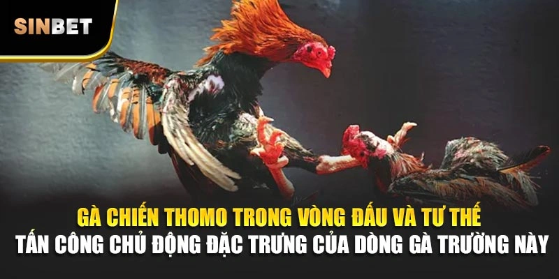 Gà chiến Thomo trong vòng đấu và tư thế tấn công chủ động đặc trưng của dòng gà trường này