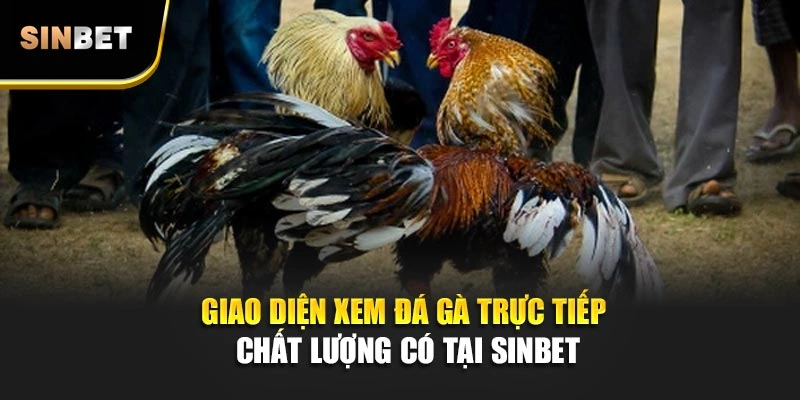 Giao diện xem đá gà trực tiếp chất lượng có tại SINBET