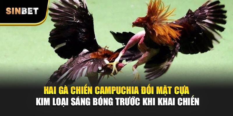 Hai gà chiến Campuchia đối mặt cựa kim loại sáng bóng trước khi khai chiến
