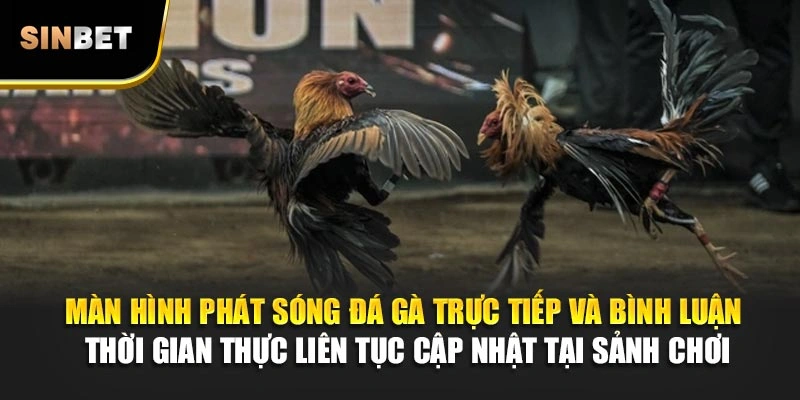 Màn hình phát sóng đá gà trực tiếp và bình luận thời gian thực liên tục cập nhật tại sảnh chơi