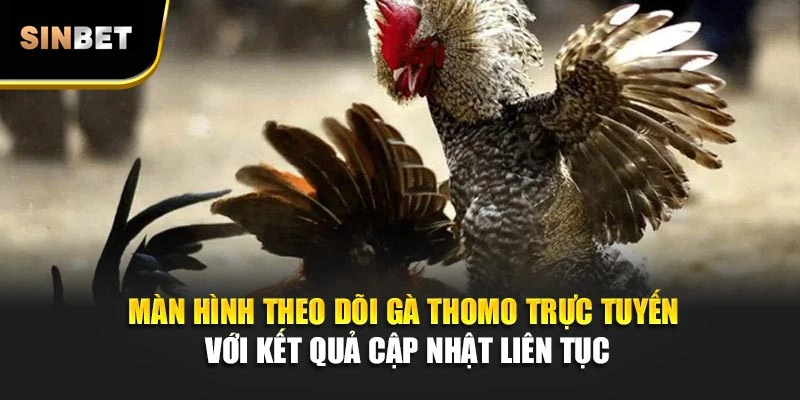 Màn hình theo dõi gà Thomo trực tuyến với kết quả cập nhật liên tục