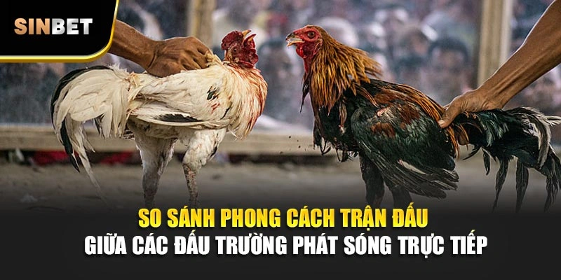 So sánh phong cách trận đấu giữa các đấu trường phát sóng trực tiếp