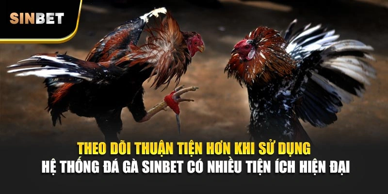 Theo dõi thuận tiện hơn khi sử dụng hệ thống đá gà Sinbet có nhiều tiện ích hiện đại