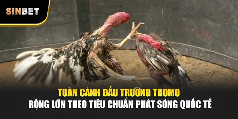 Toàn cảnh đấu trường Thomo rộng lớn theo tiêu chuẩn phát sóng quốc tế