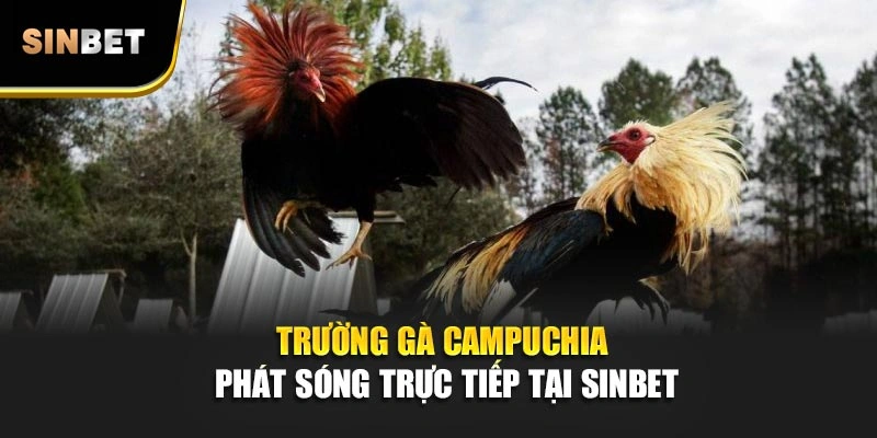 Trường gà Campuchia phát sóng trực tiếp tại SINBET