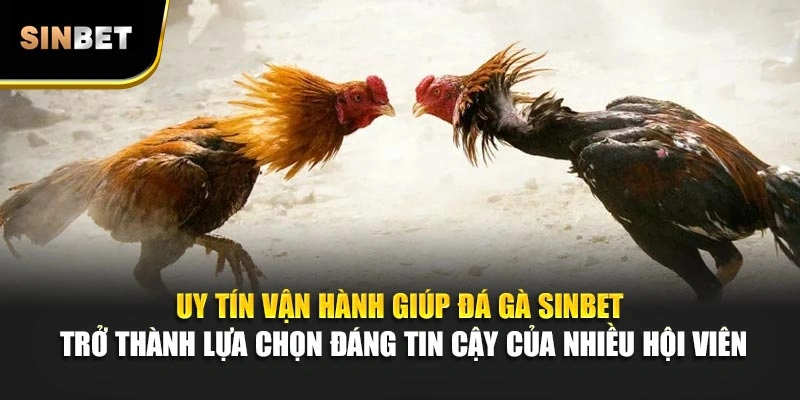 Uy tín vận hành giúp đá gà Sinbet trở thành lựa chọn đáng tin cậy của nhiều hội viên