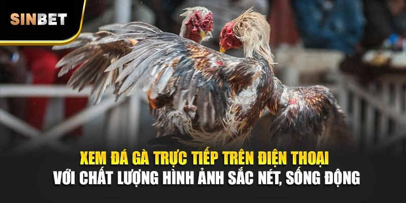 Xem đá gà trực tiếp trên điện thoại với chất lượng hình ảnh sắc nét, sống động